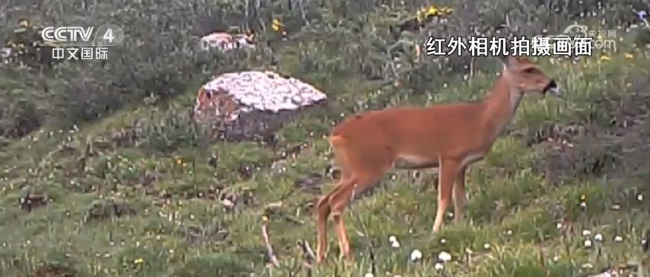 多种珍稀野生动物亮相大通北川河源区-精研拍拍网