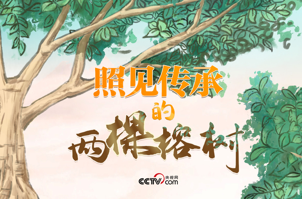 人民领袖｜照见传承的两棵榕树-精研拍拍网